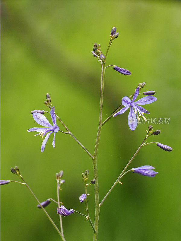 生长在安第斯山麓的“Azulillo”或“Pajarito Azul”的几朵花。